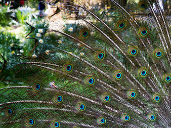 Peacocks to eye in London
