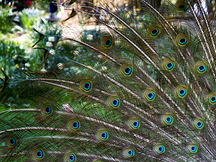 Peacocks to eye in London
